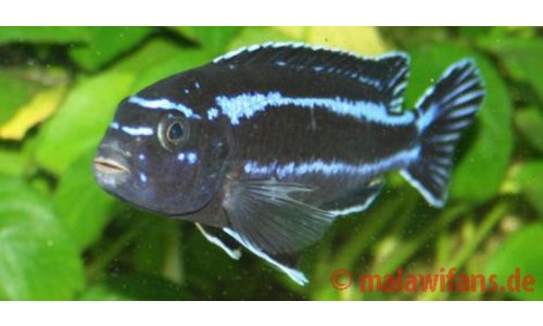 Melanochromis cyaneorhabdos